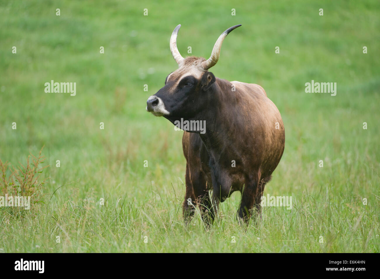 Heck cattle, backbreed, Breeding back, Aurochs (Bos primigenius), captive, Bavaria, Germany Stock Photo