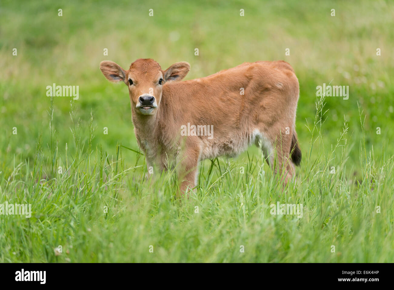 Heck cattle, backbreed, Breeding back, Aurochs (Bos primigenius), calf, captive, Bavaria, Germany Stock Photo