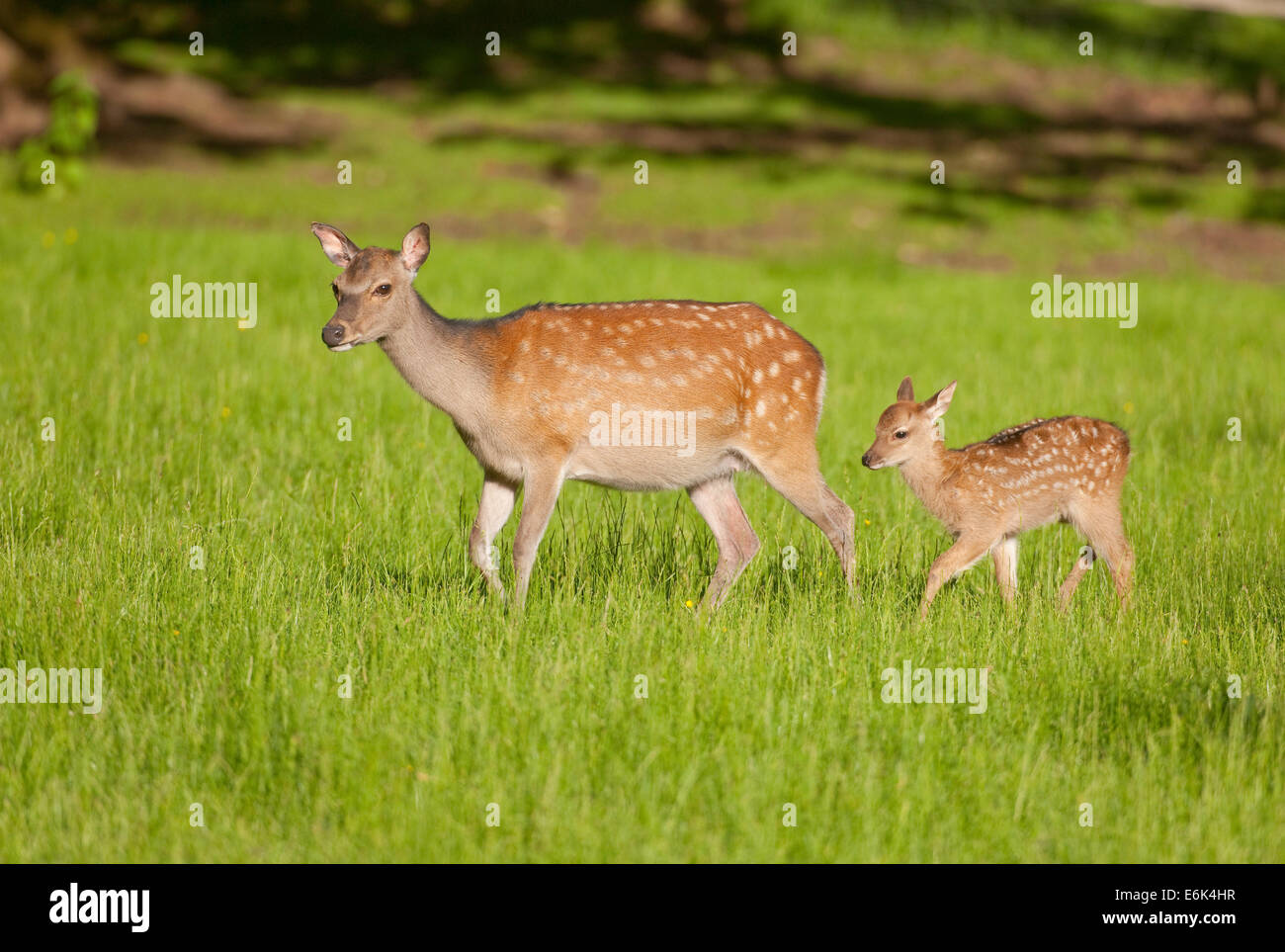 Sika Deer (Cervus nippon), hind with young, captive, Bavaria, Germany Stock Photo