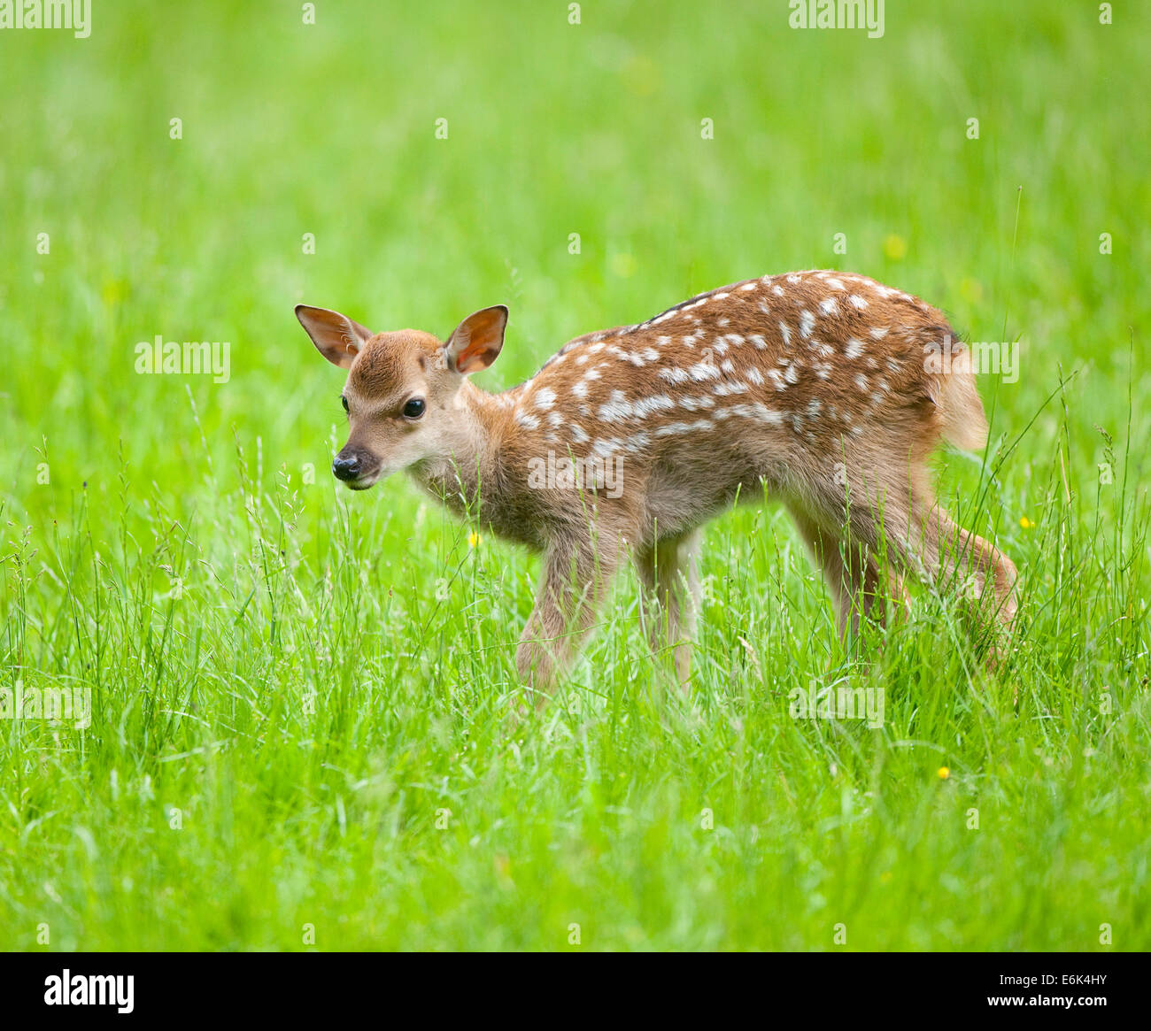 Sika Deer (Cervus nippon), young standing on a meadow, captive, Bavaria, Germany Stock Photo