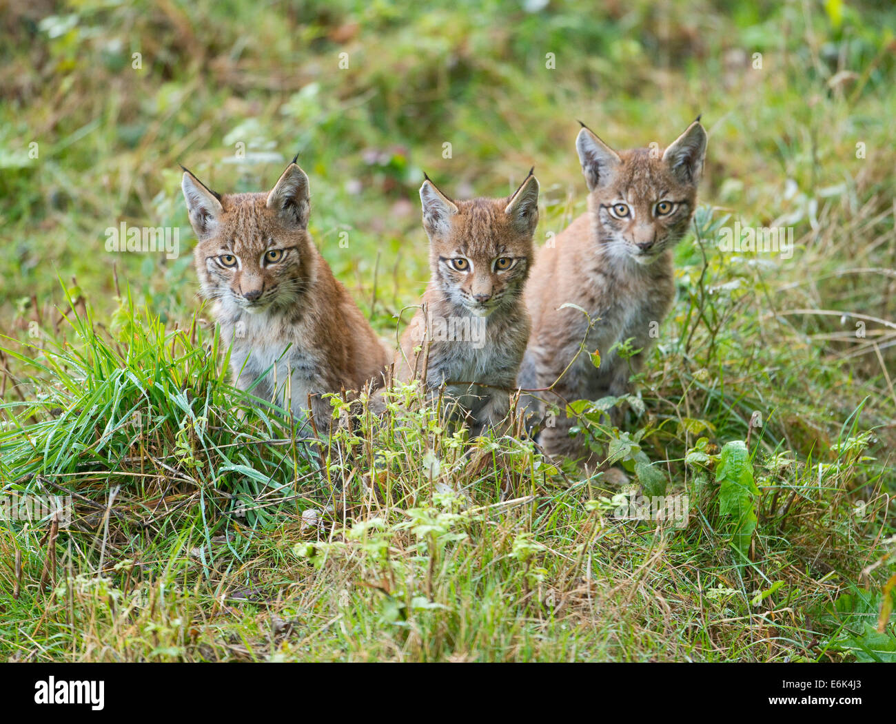 Eurasian Lynx (Lynx lynx), kittens, captive, Lower Saxony, Germany Stock Photo