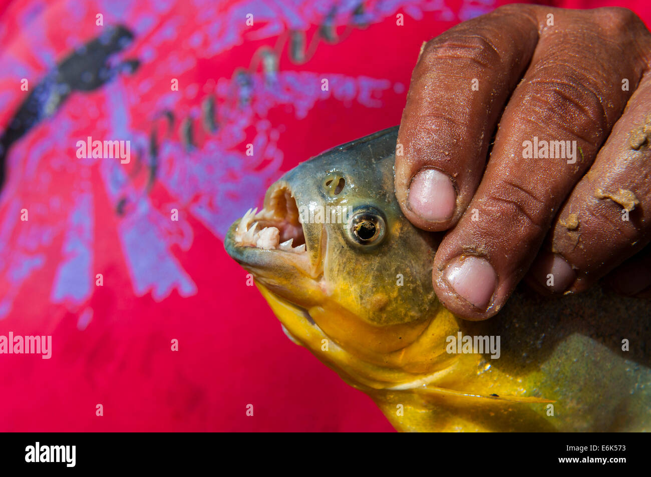 Man holding a piranha, Pantanal, Mato Grosso do Sul, Brazil Stock Photo