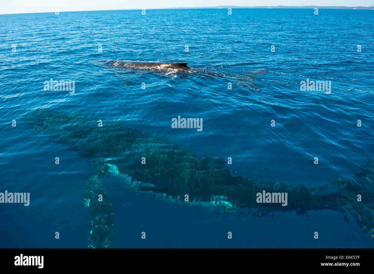 Humpback Whale (Megaptera novaeangliae), Hervey Bay, Queensland, Australia Stock Photo