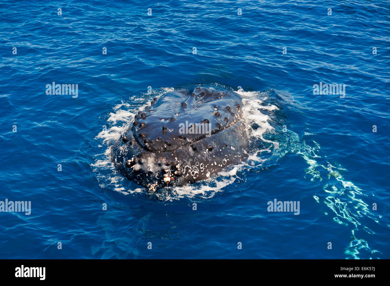 Head of a Humpback Whale (Megaptera novaeangliae), Hervey Bay, Queensland, Australia Stock Photo