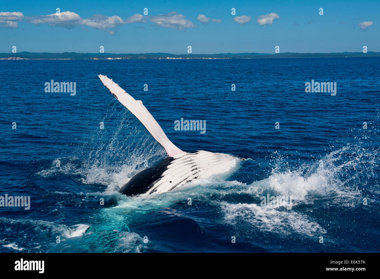 Humpback Whale (Megaptera novaeangliae), Hervey Bay, Queensland, Australia Stock Photo