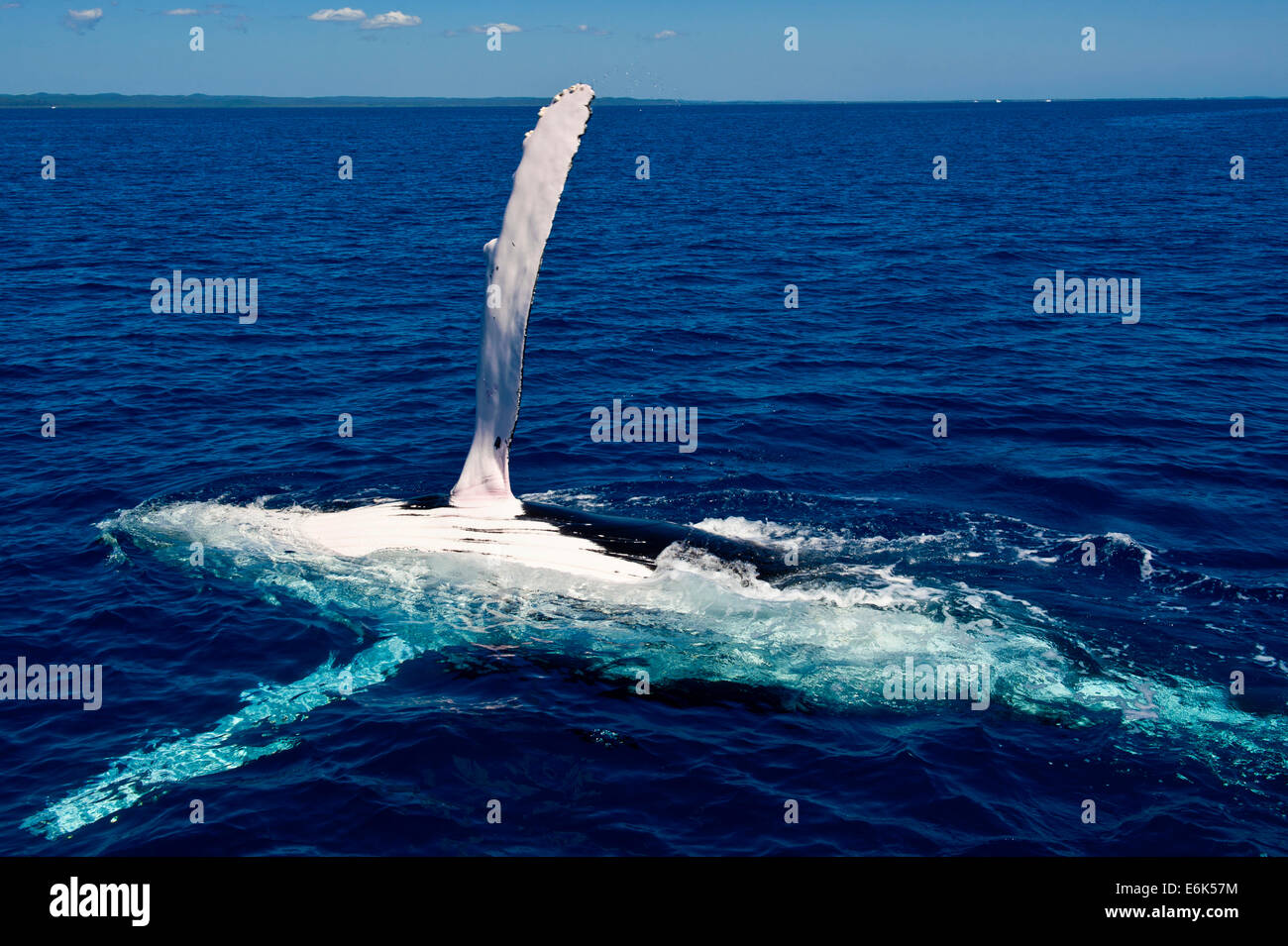 Humpback Whale (Megaptera novaeangliae), Hervey Bay, Queensland, Australia Stock Photo