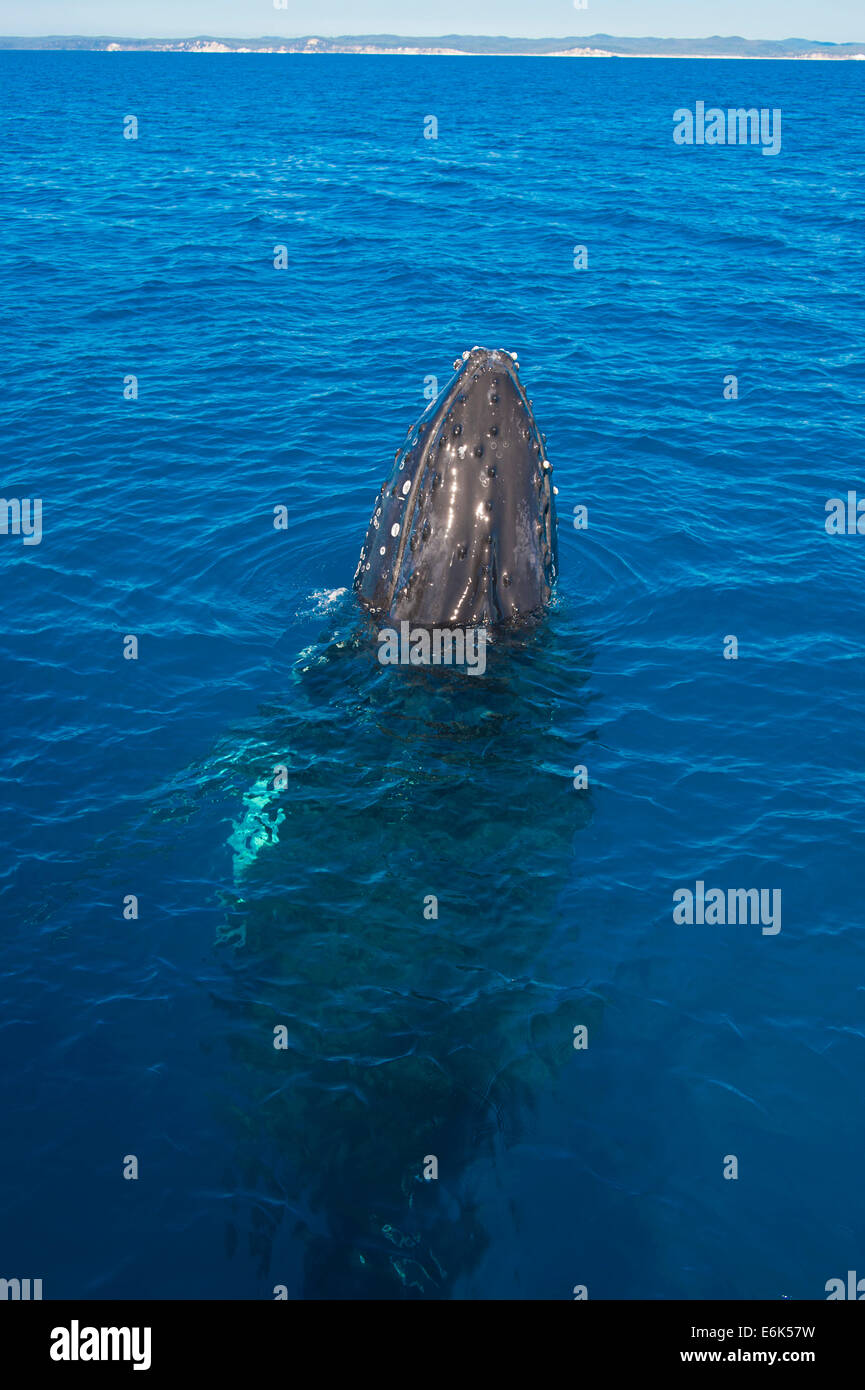 Humpback Whale (Megaptera novaeangliae), Hervey Bay, Queensland, Australia Stock Photo