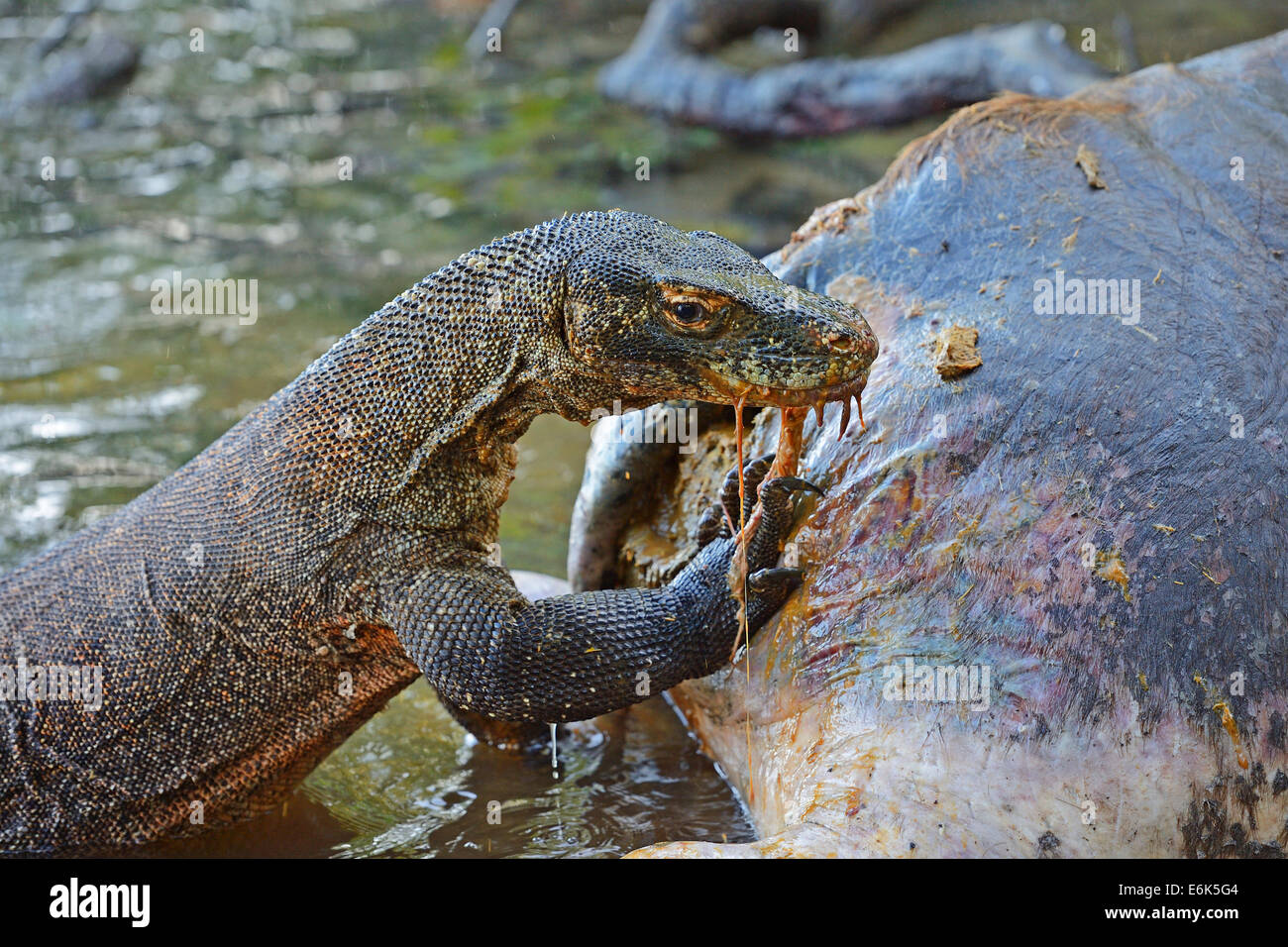 Komodo Dragon (Varanus komodoensis) feeding on the carcass of a buffalo that died in the mangrove area, Rinca Island Stock Photo