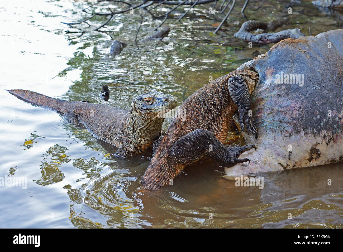 Komodo Dragons (Varanus komodoensis) feeding on the carcass of a buffalo that died in the mangrove area, Rinca Island Stock Photo