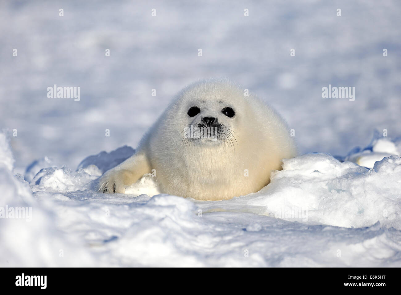 Harp seal (Pagophilus groenlandicus, Phoca groenlandica) pup on ice, Magdalen Islands, Gulf of St. Lawrence, Quebec Province Stock Photo