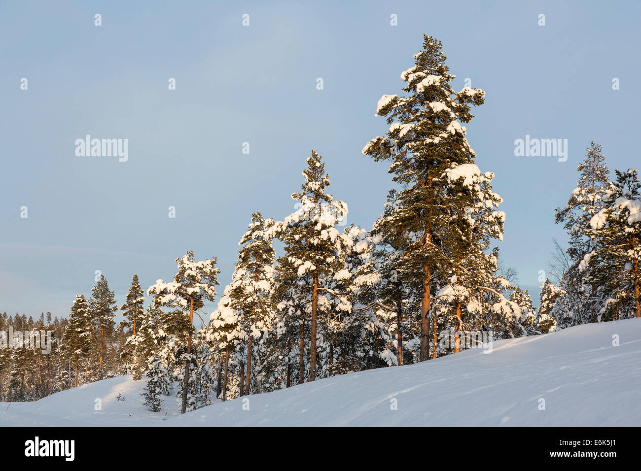 Snow covered trees, near Utsjoki, Lapland, Finland Stock Photo
