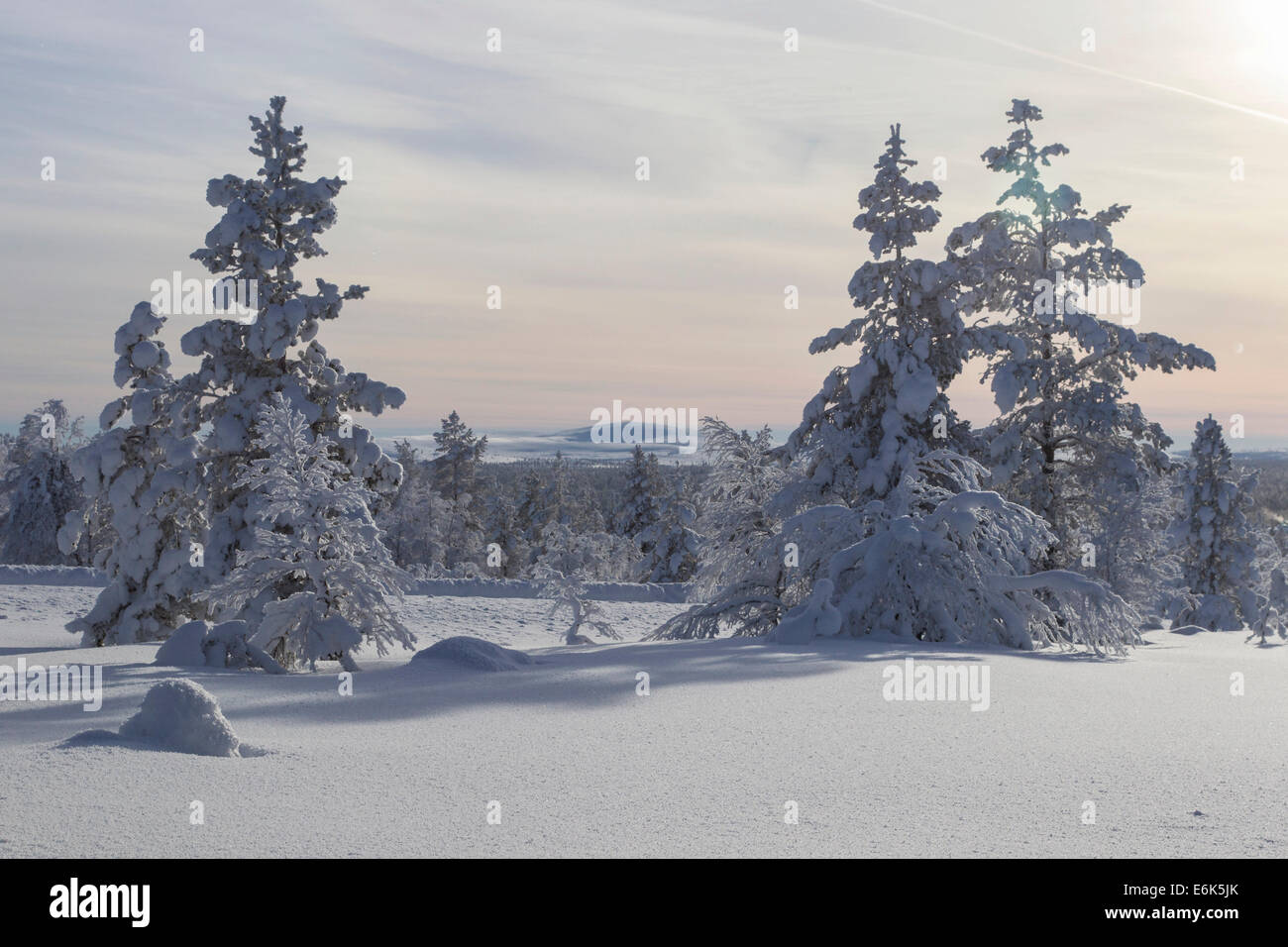 Snowy fir forest, Saariselkä, Finland Stock Photo