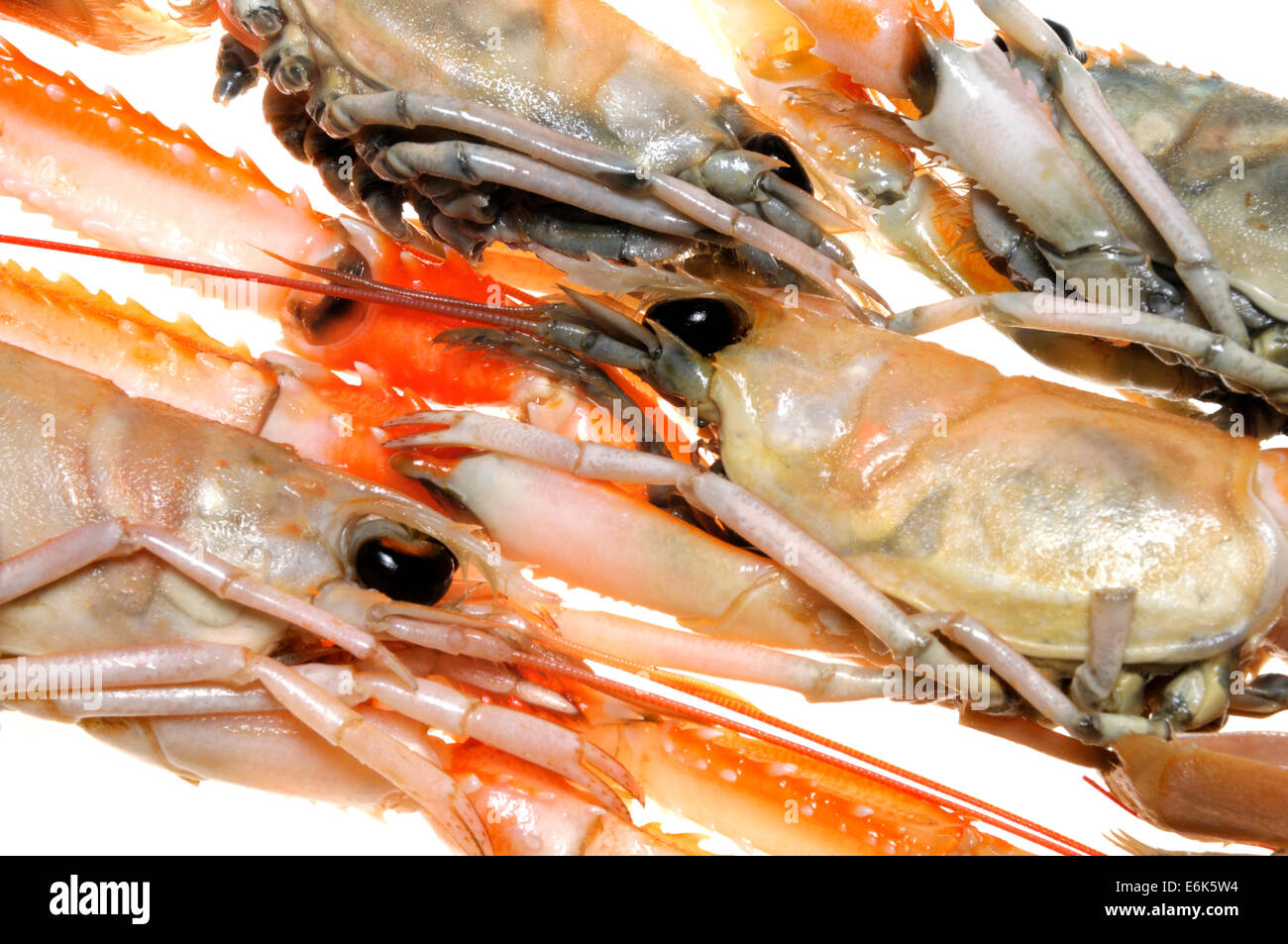 Raw Langoustine (Nephrops norvegicus) known as the Norway lobster, Dublin Bay prawn, or scampi Stock Photo