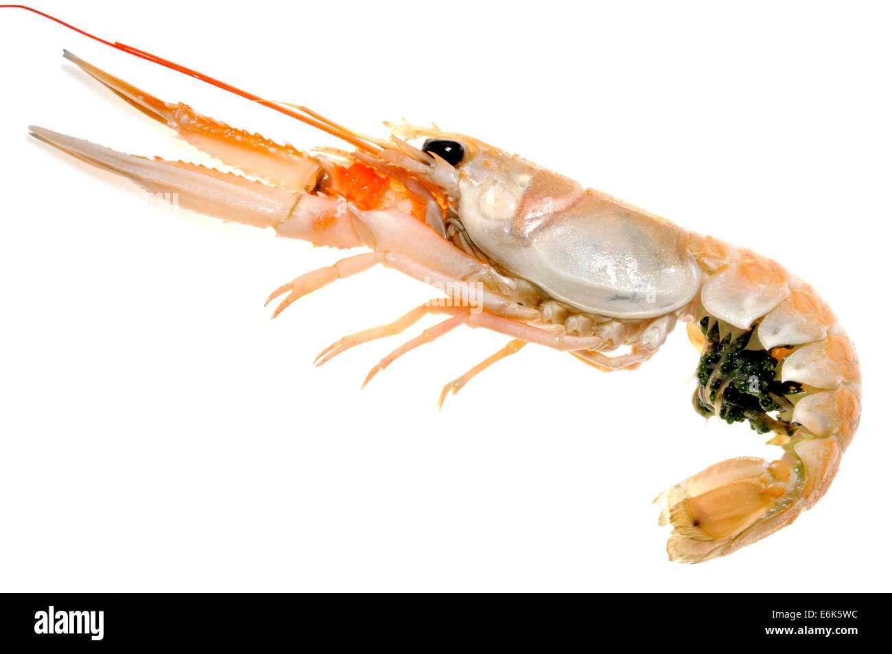 Raw Langoustine (Nephrops norvegicus) known as the Norway lobster, Dublin Bay prawn, or scampi - with eggs Stock Photo