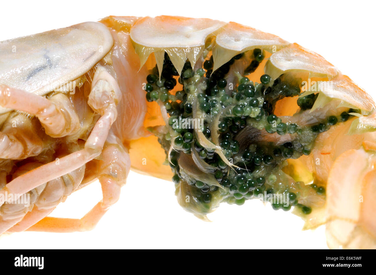 Raw Langoustine (Nephrops norvegicus) known as the Norway lobster