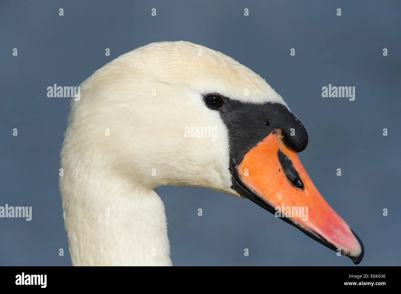Mute Swan (Cygnus olor), Upper Austria, Austria Stock Photo
