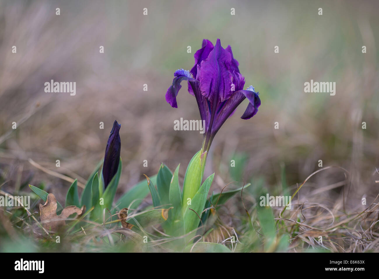 Dwarf Iris (Iris pumila), Burgenland, Austria Stock Photo