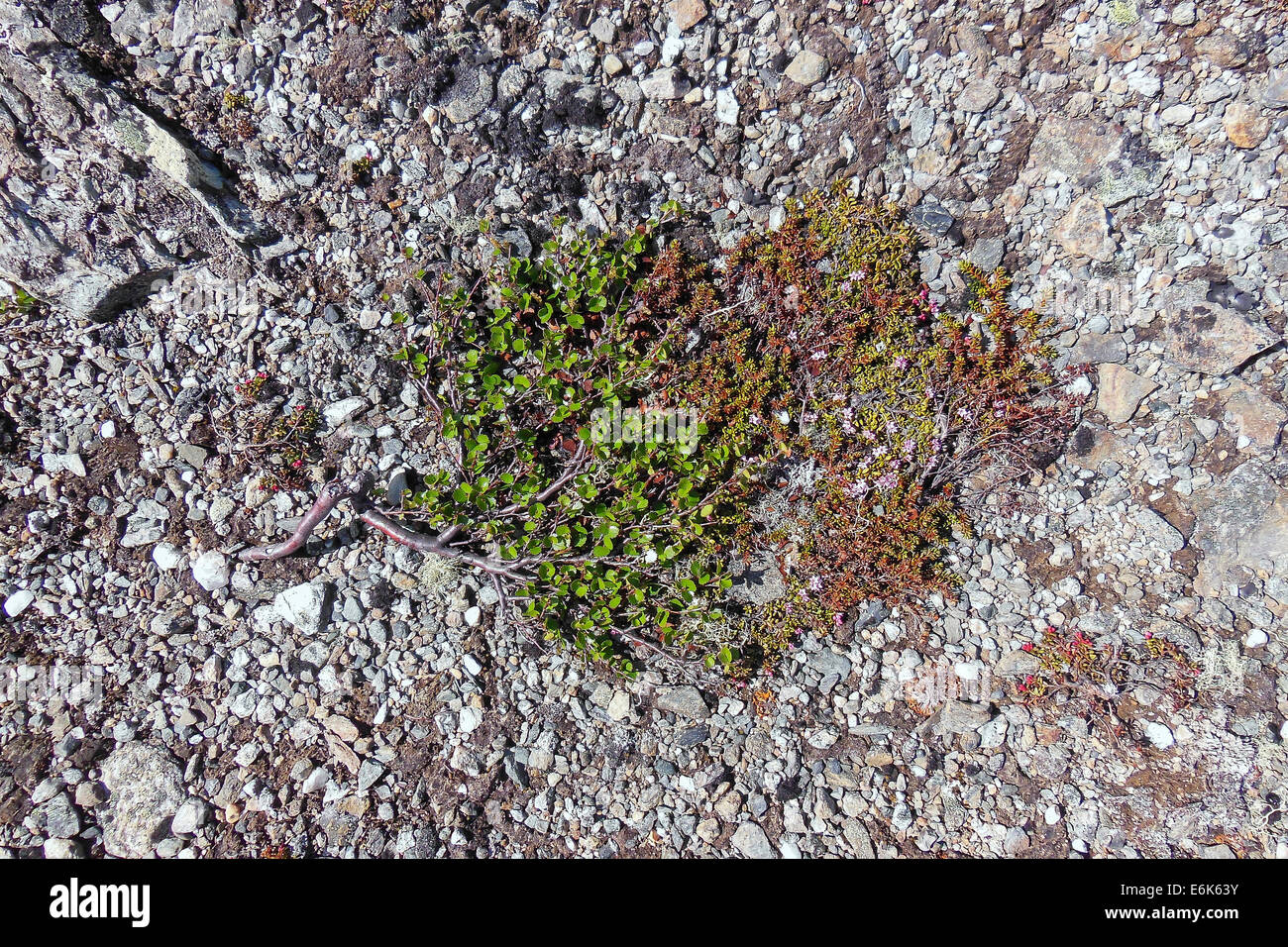 Dwarf Birch (Betula nana), Dovrefjell–Sunndalsfjella National Park, Norway Stock Photo