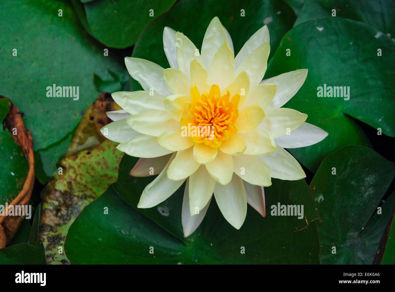 Water Lily in the pond Stock Photo - Alamy