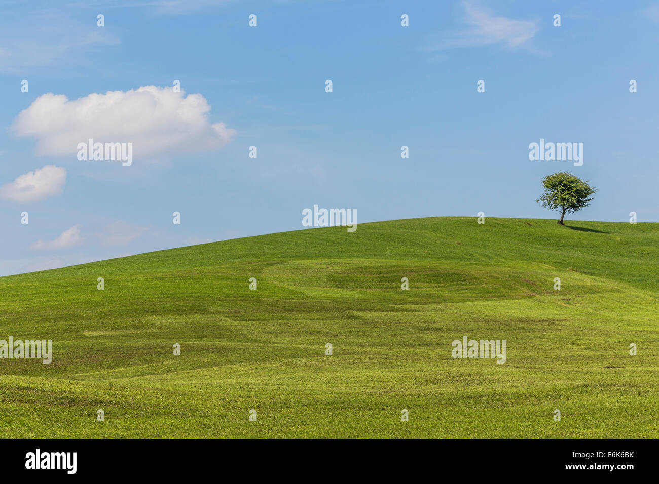 Meadow with solitary tree, cultural landscape, in Buching, Halblech, Allgäu, Bavaria, Germany Stock Photo