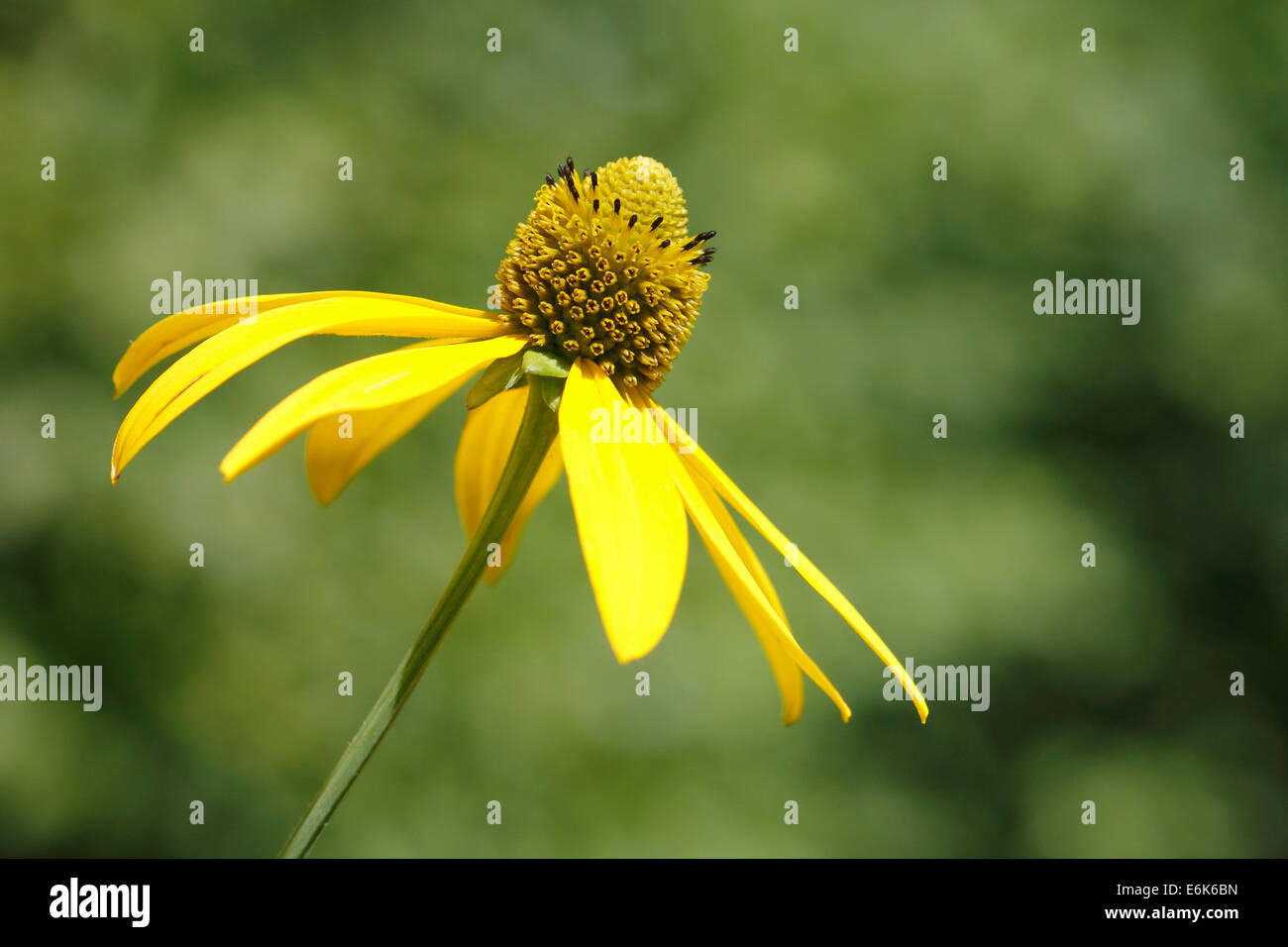 Flower of a Shiny Coneflower (Rudbeckia nitida) Stock Photo