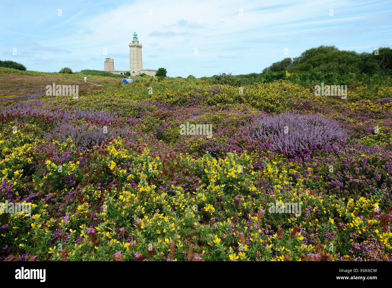 Landscape with Bell Heather (Erica cinerea) and Common Gorse (Ulex europaeus) at Cap Frehel, Department Côtes-d'Armor, Brittany Stock Photo
