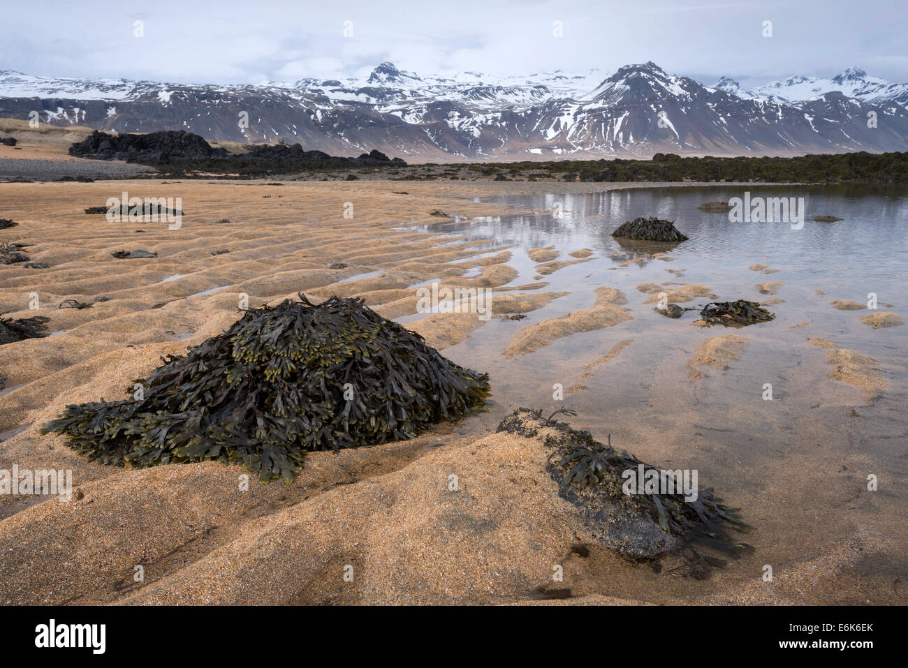 Tang, beach of Gullsandur, Búðir, Iceland Stock Photo