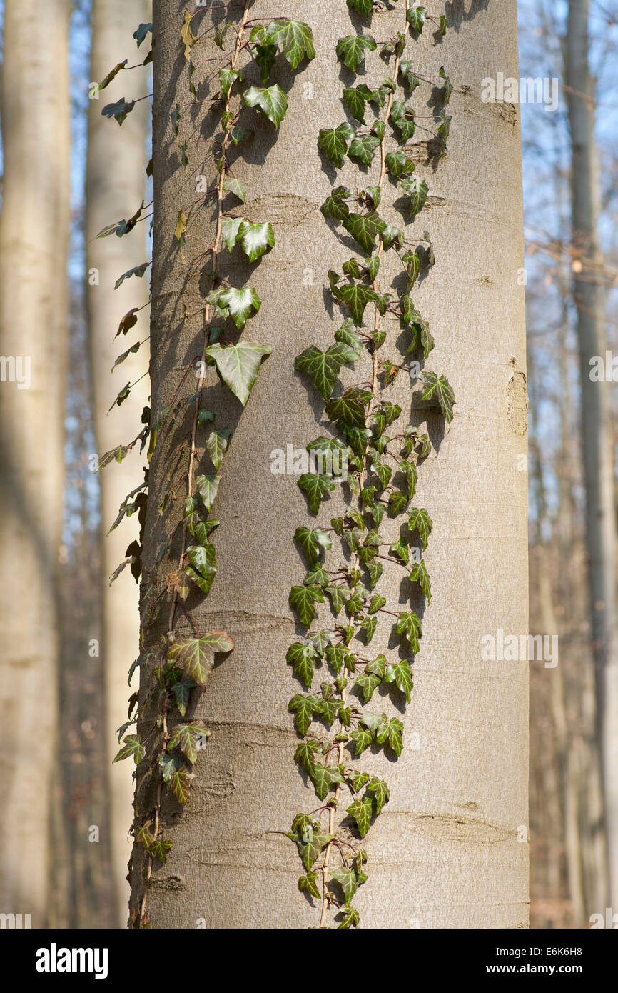 Common Ivy (Hedera helix), on a Common Beech or European Beech, Hainich National Park, Thuringia, Germany Stock Photo
