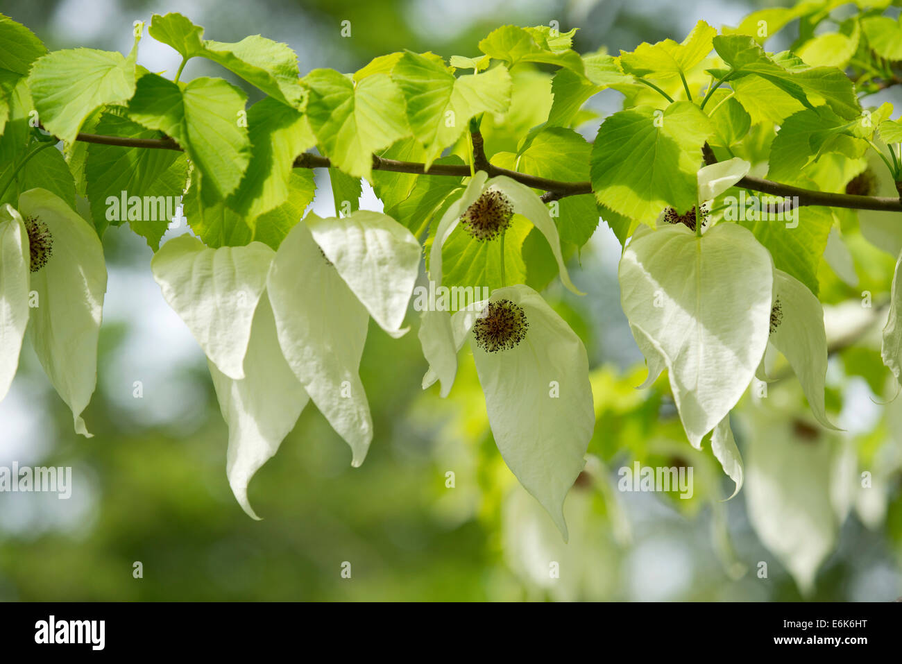 Handkerchief tree (Davidia involucrata) flowers and leaves, native to China Stock Photo