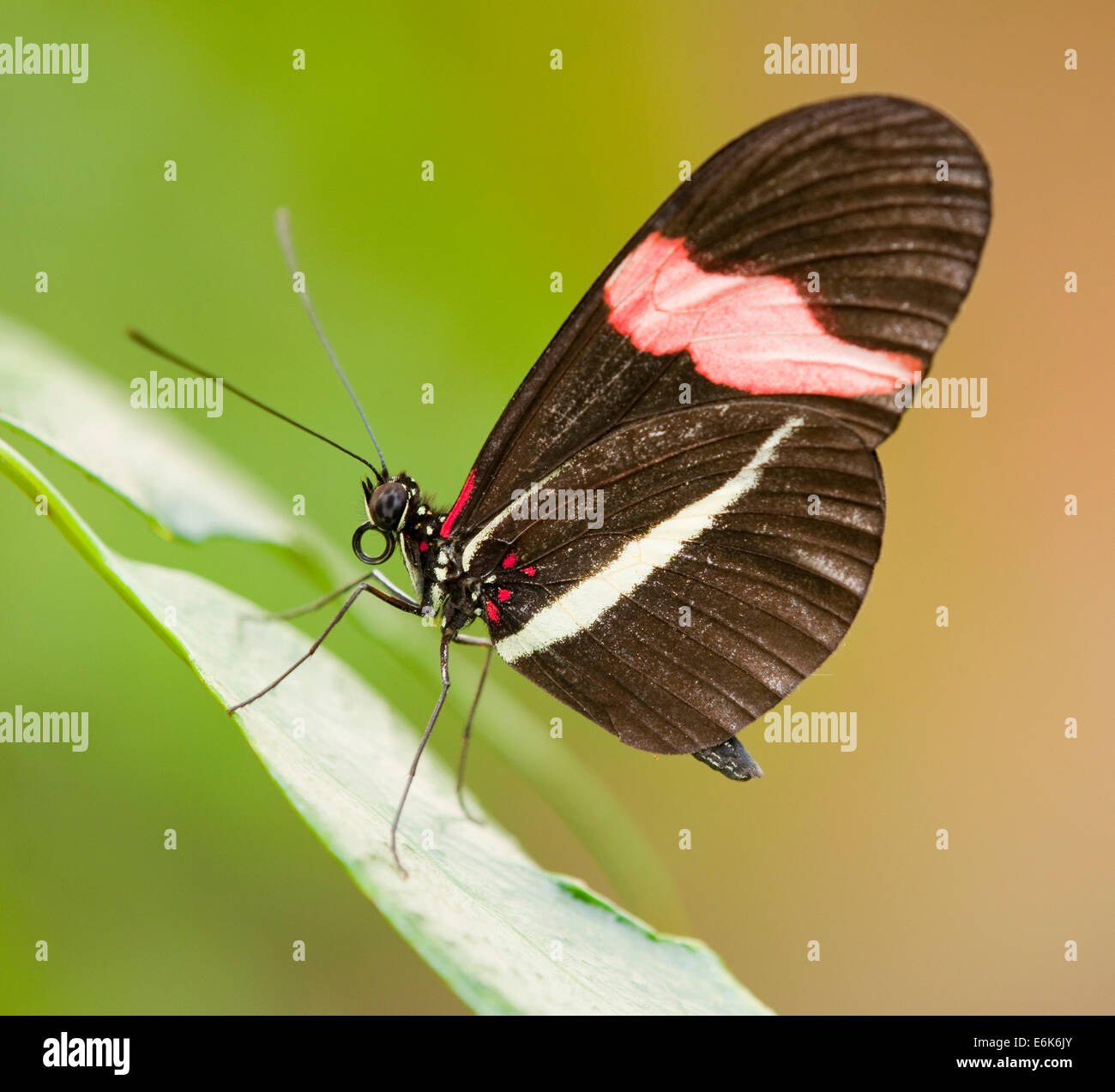 Red Postman butterfly (Heliconius erato), captive, Thuringia, Germany Stock Photo