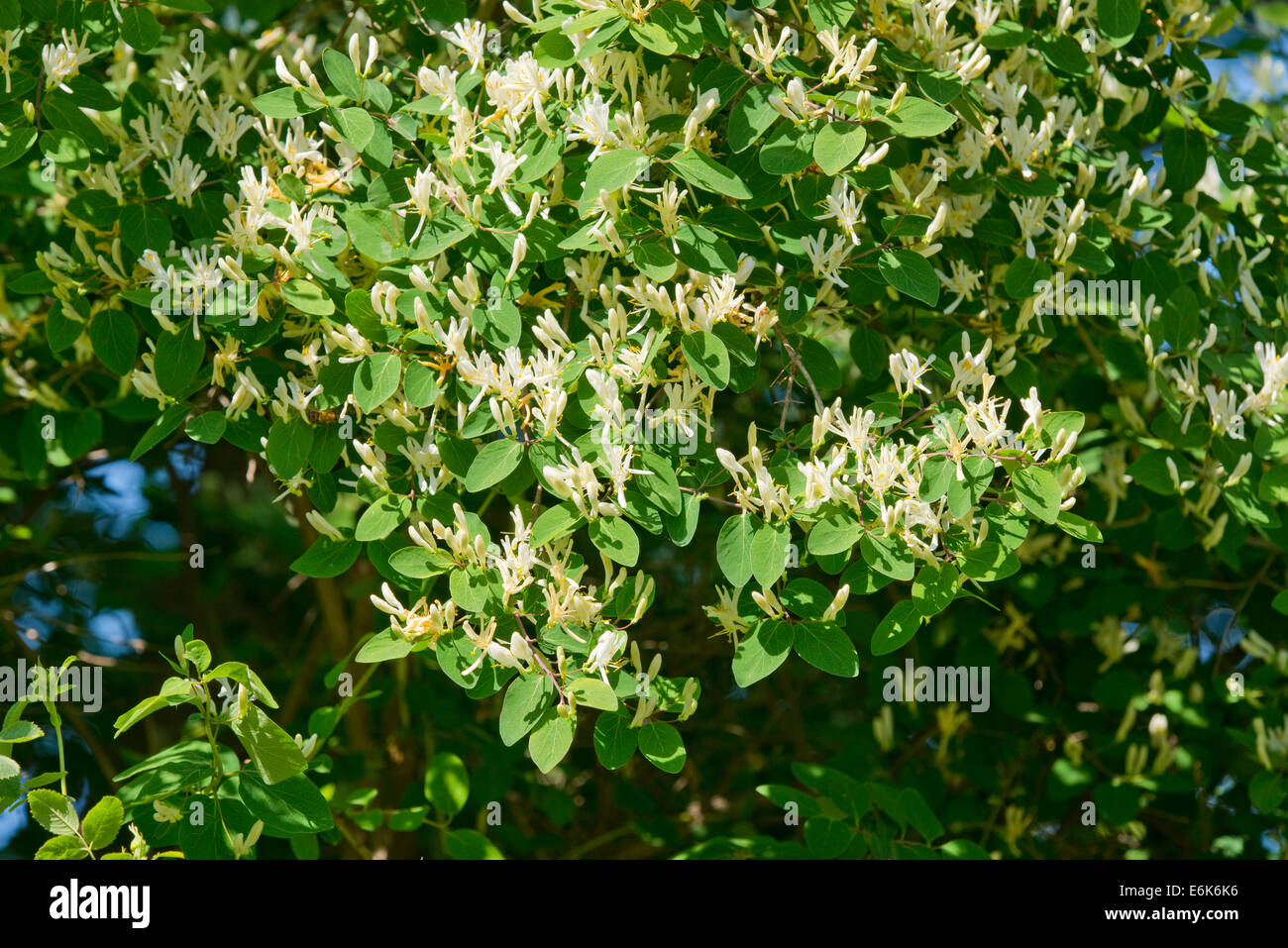 Fly Honeysuckle or Fly Woodbine (Lonicera xylosteum), flowering, Thuringia, Germany Stock Photo