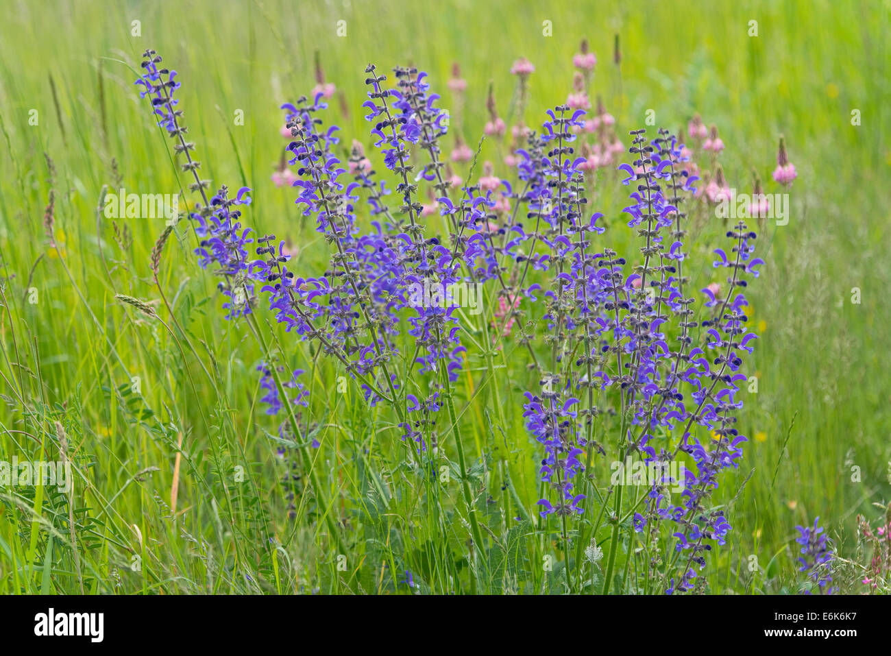 Meadow Clary or Meadow Sage (Salvia pratensis), flowering, Thuringia, Germany Stock Photo