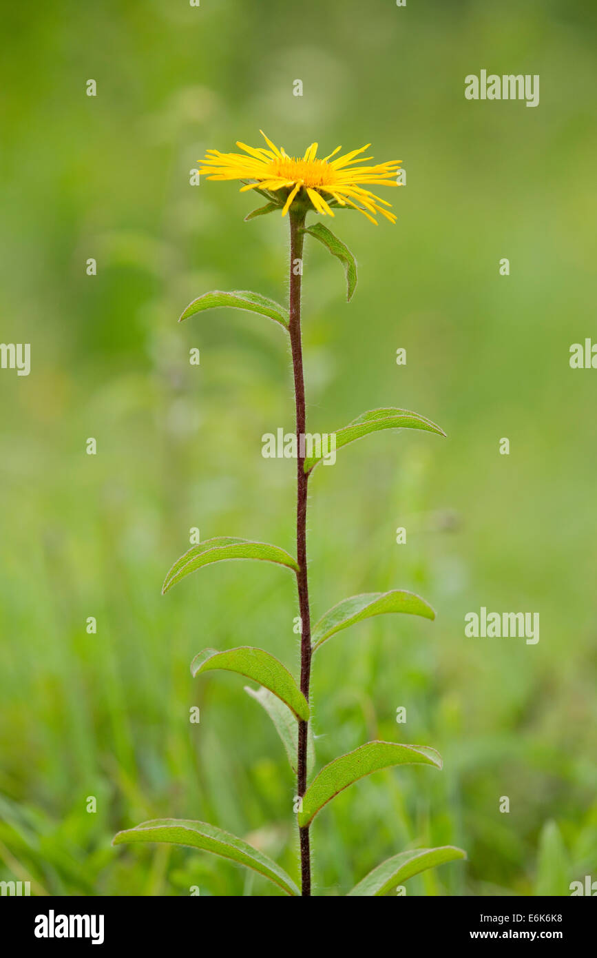 Downy Elecampane (Inula hirta), flowering, Thuringia, Germany Stock Photo