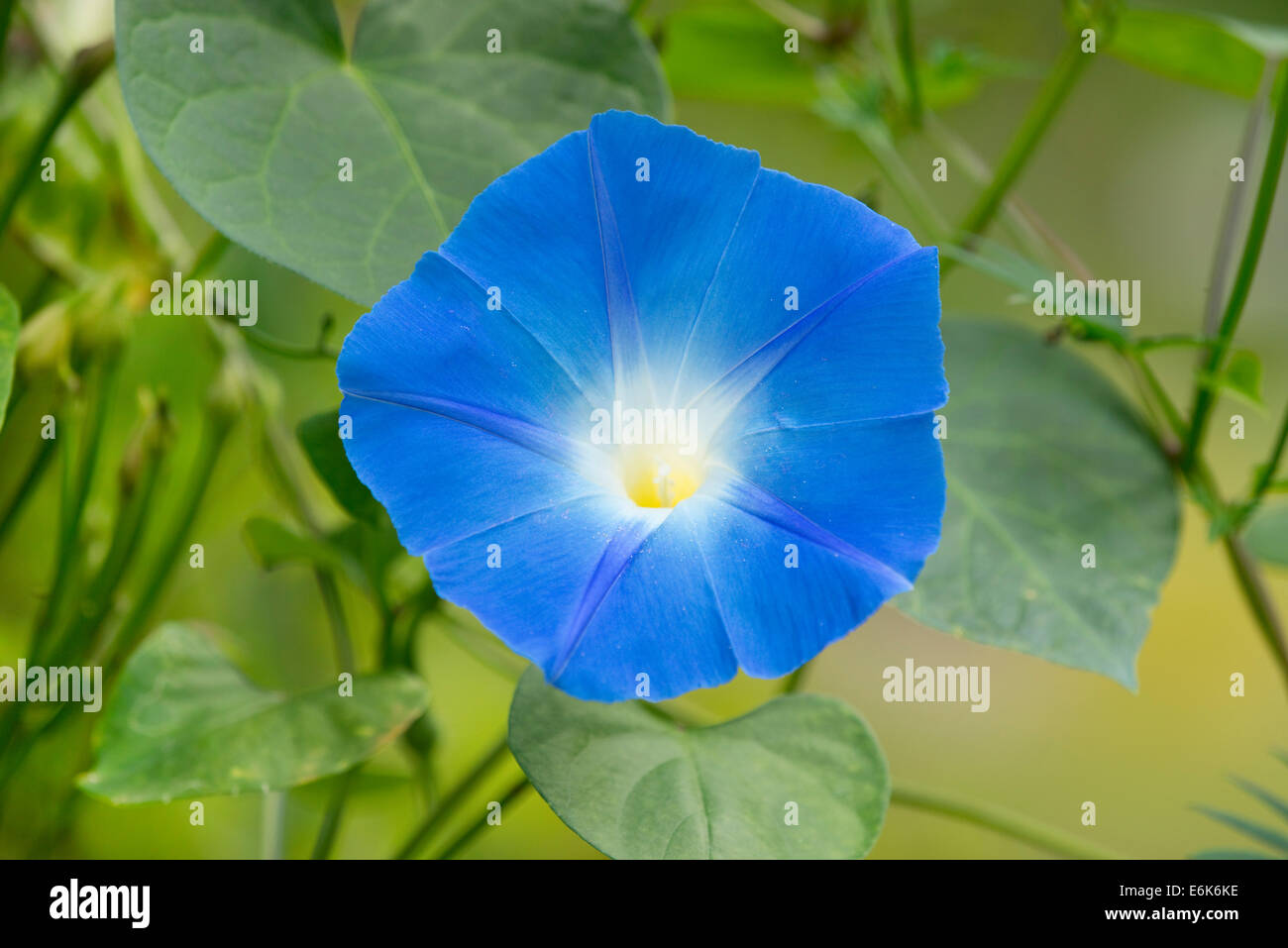 Heavenly Blue Morning Glory (Ipomoea tricolor), flowering, Thuringia, Germany Stock Photo