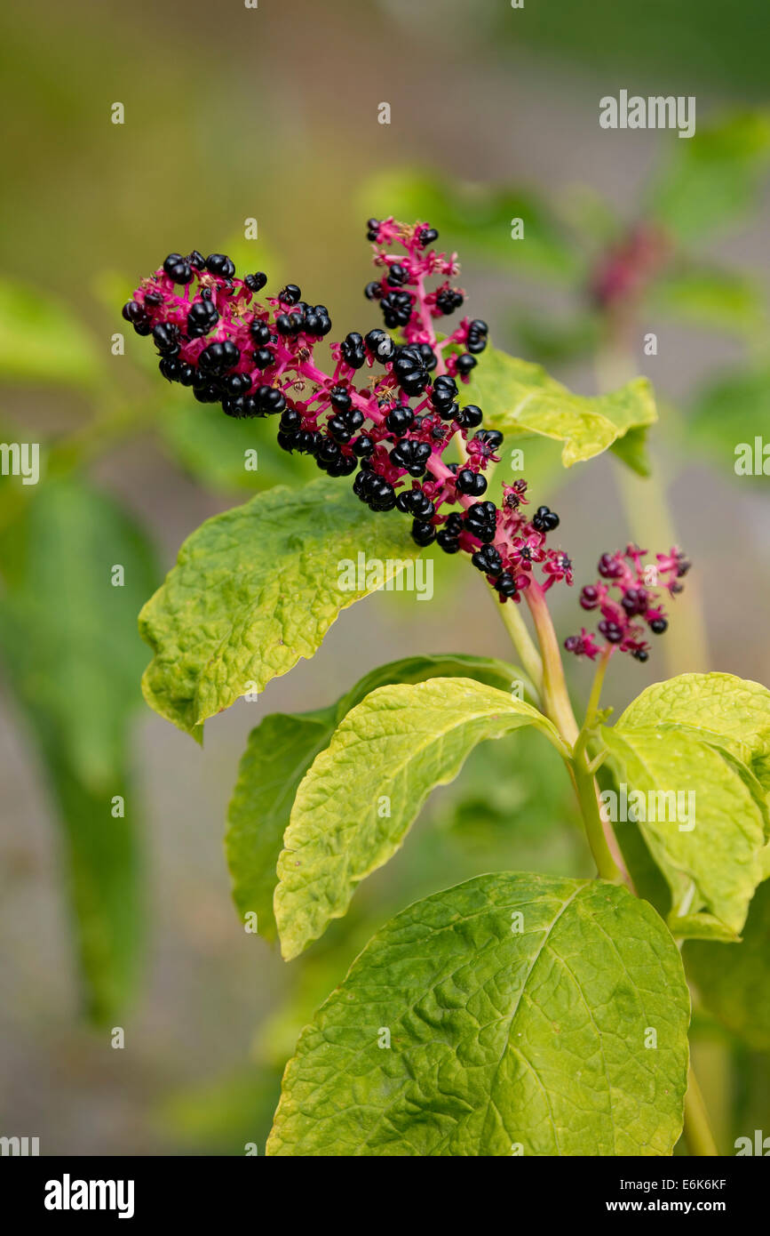 Red-ink Plant or Indian Pokeweed (Phytolacca acinosa), infructescence, Thuringia, Germany Stock Photo