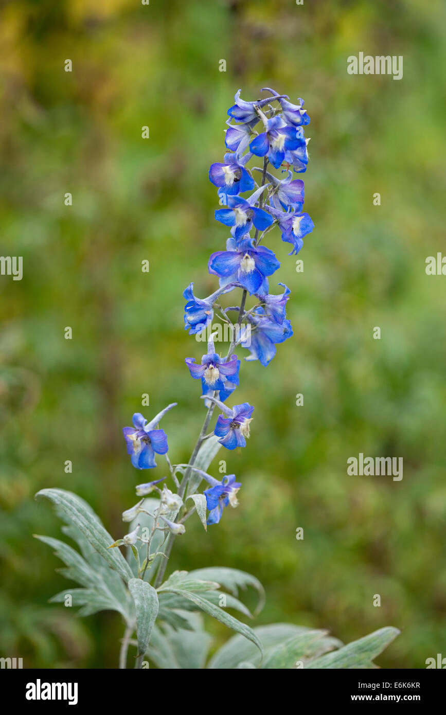 With field larkspur hires stock photography and images Alamy