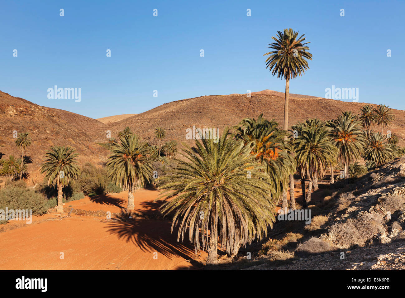 Palms trees, landscape of Barranco de la Madre de Agua, near Ajuy, Fuerteventura, Canary Islands Palms trees, landscape of Barranco de la Madre de Agua, near Ajuy, Fuerteventura, Canary Islands