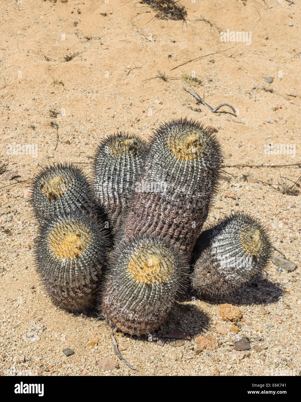 Copiapoa Cactus (Copiapoa columna-albain) growing in a barren landscape, Pan de Azúcar National Park, Atacama Region, Chile Stock Photo