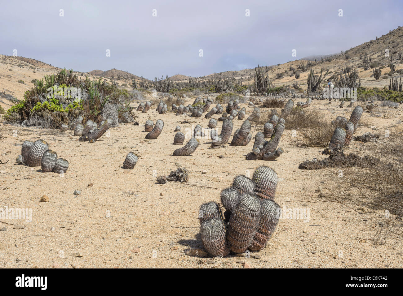 Copiapoa Cacti (Copiapoa columna-albain) growing in a barren landscape, Pan de Azúcar National Park, Atacama Region, Chile Stock Photo