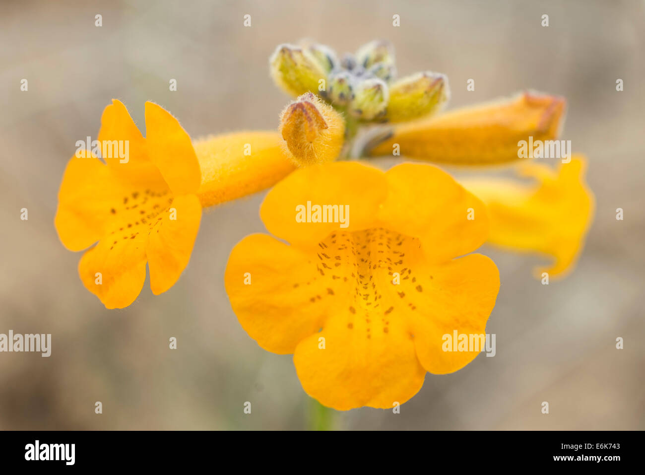 Flower of a Argylia radiata, Pan de Azúcar National Park, Atacama Region, Chile Stock Photo