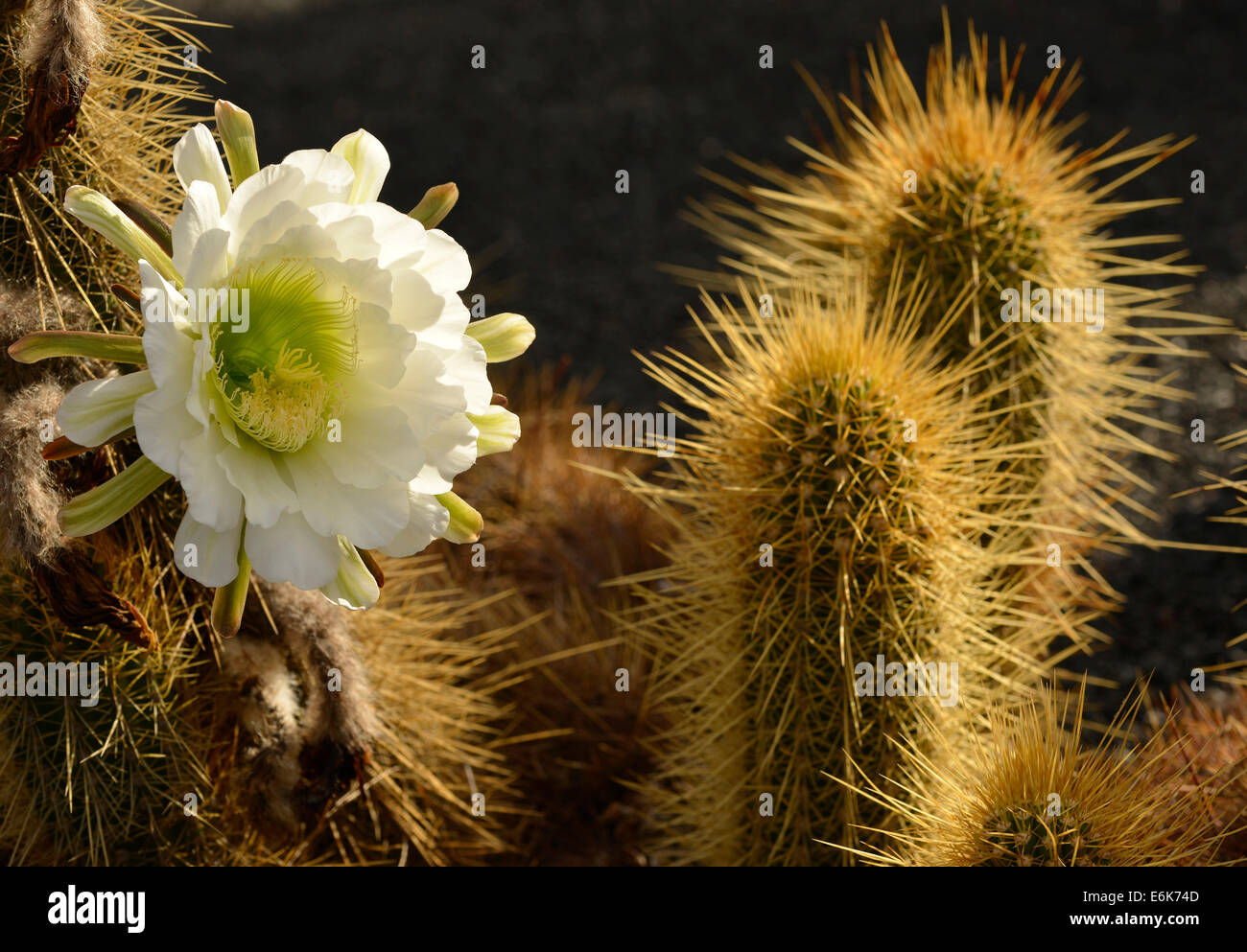 Midnight Lady cactus (Harrisia pomanensis), flower in the morning sun, Paraguay Stock Photo