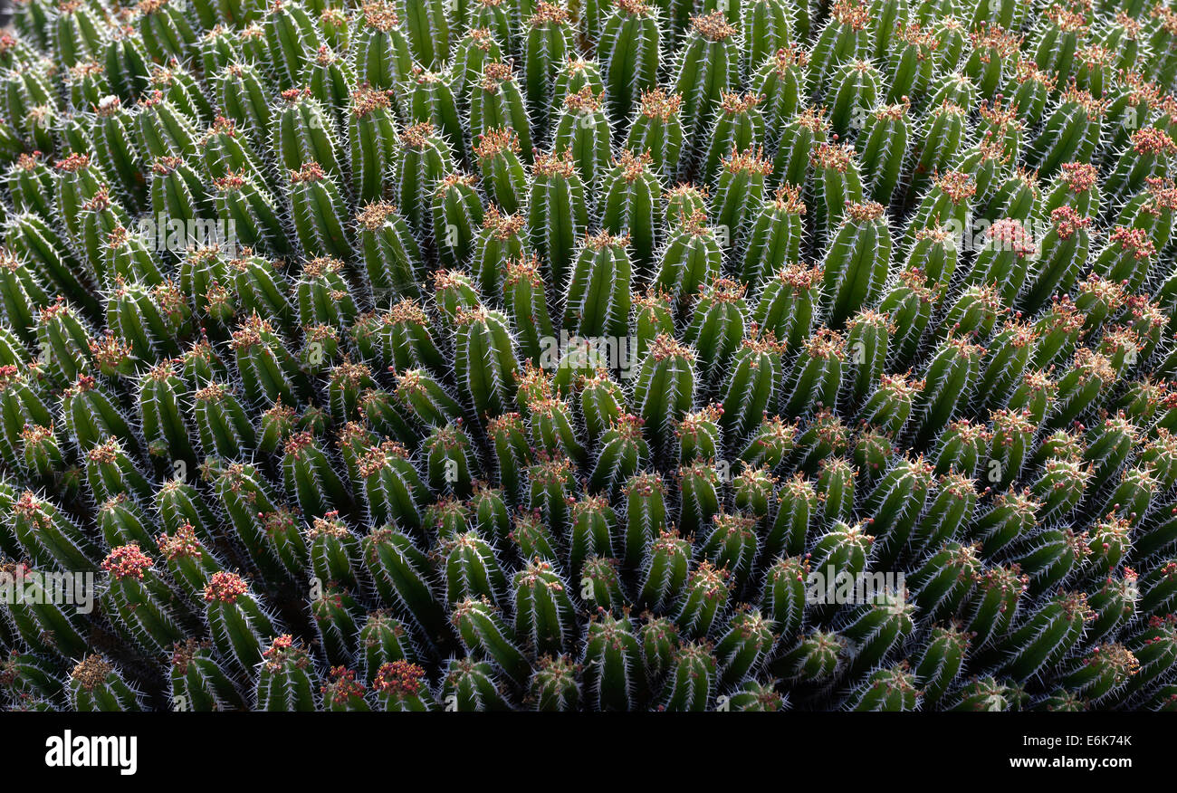 Milkweed variety (Euphorbia echinus), Morocco Stock Photo