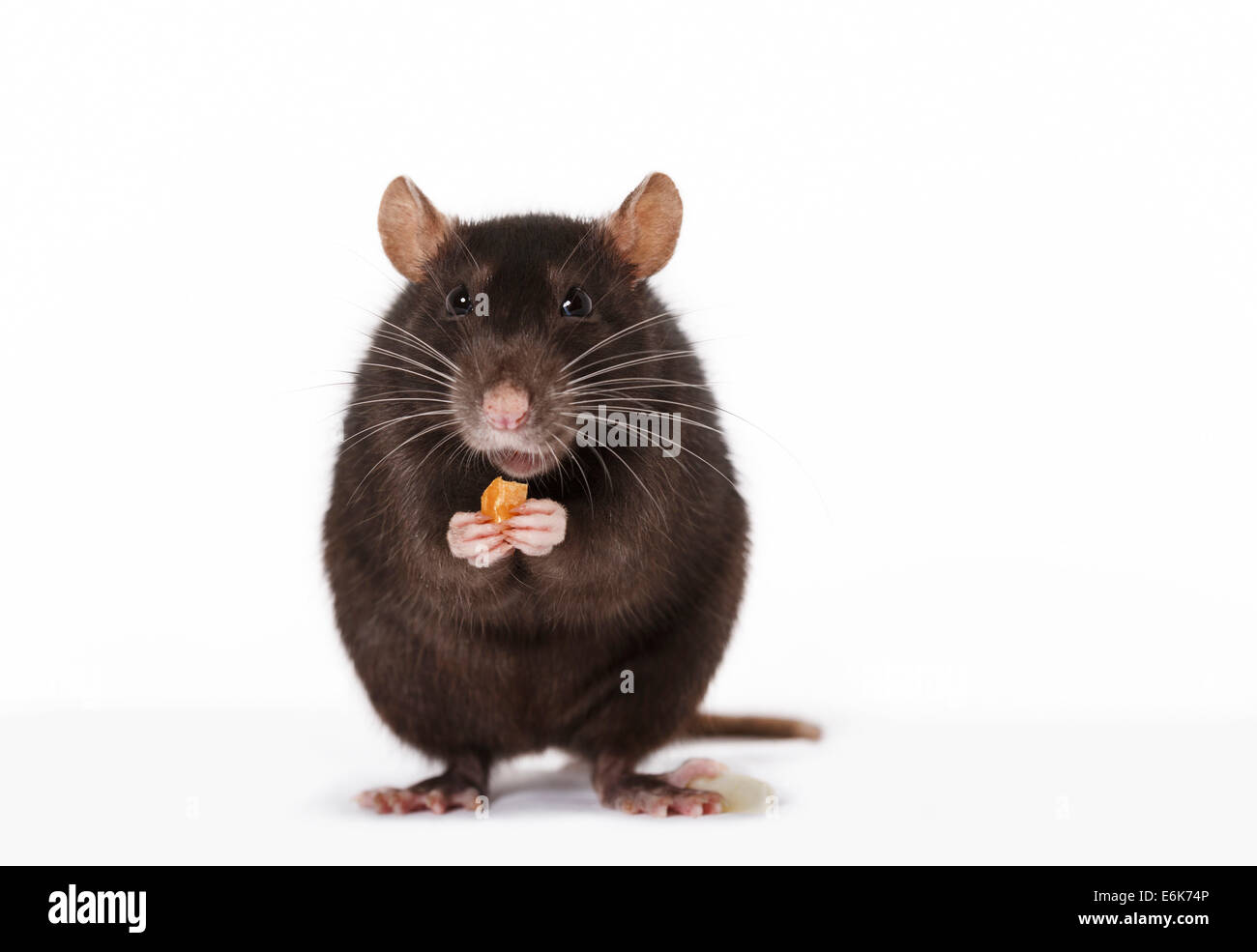 Brown Rat (Rattus norvegicus forma domestica) during feeding Stock Photo