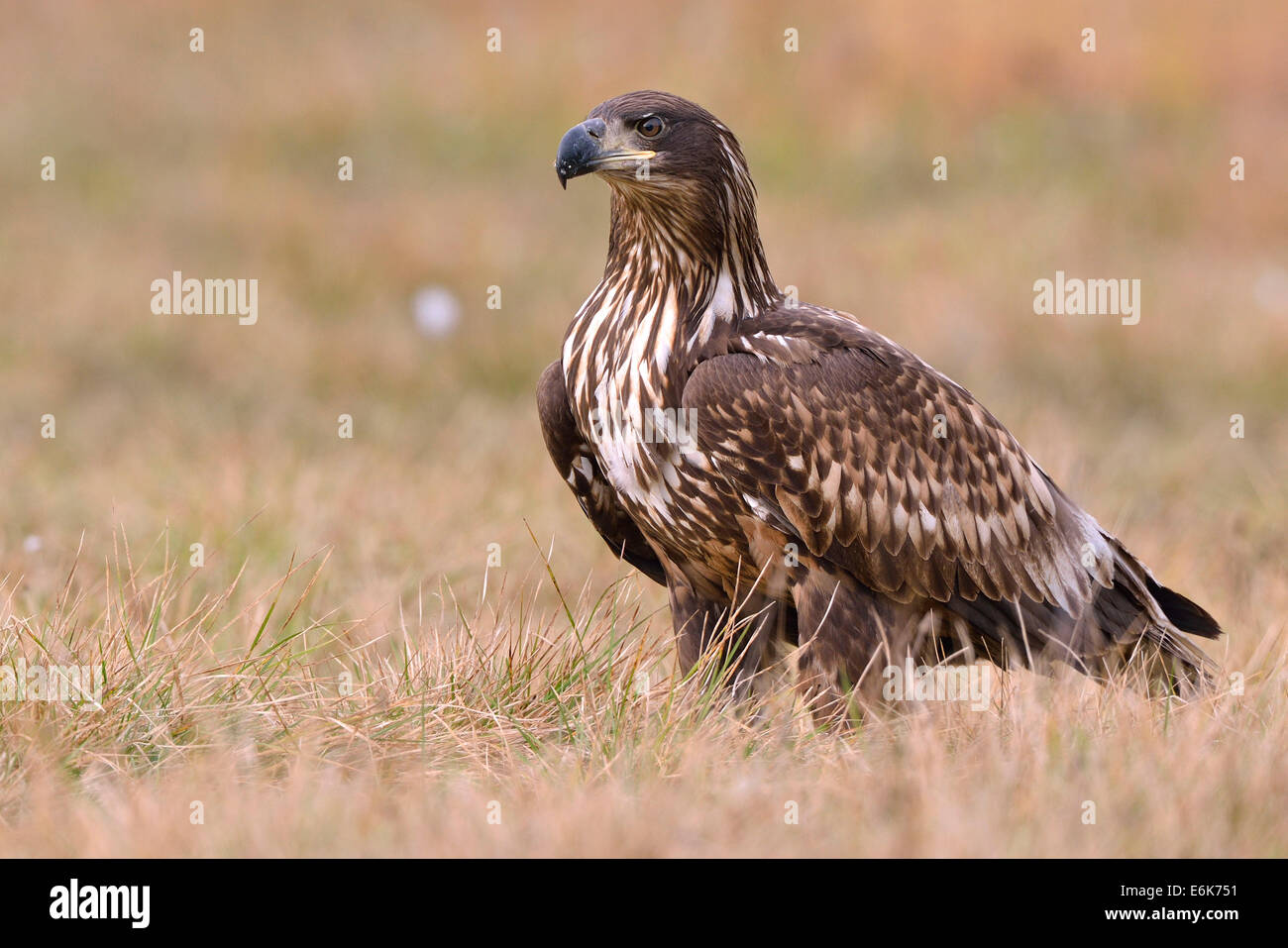 White-tailed Eagle (Haliaeetus albicilla) on an autumn meadow, Kuyavian-Pomeranian Voivodeship, Poland Stock Photo