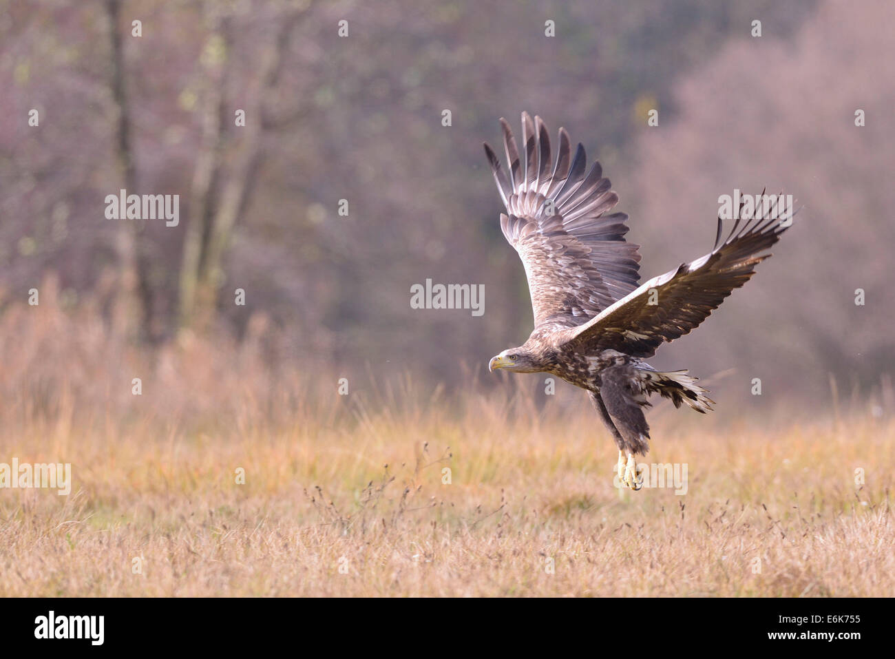 White-tailed Eagle (Haliaeetus albicilla) in flight in an autumn landscape, Kuyavian-Pomeranian Voivodeship, Poland Stock Photo