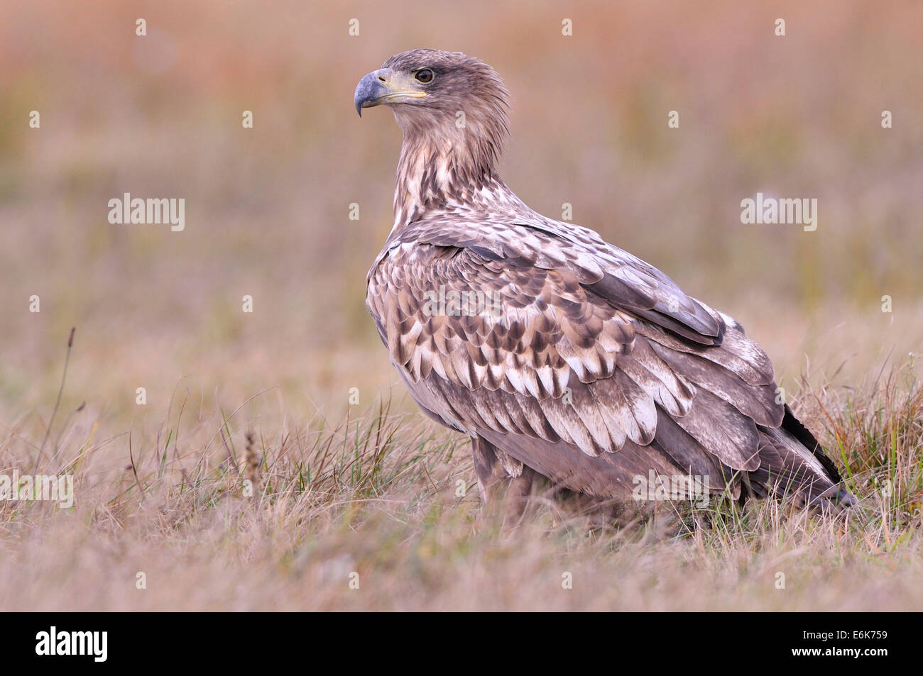 White-tailed Eagle (Haliaeetus albicilla) on an autumn meadow, Kuyavian-Pomeranian Voivodeship, Poland Stock Photo