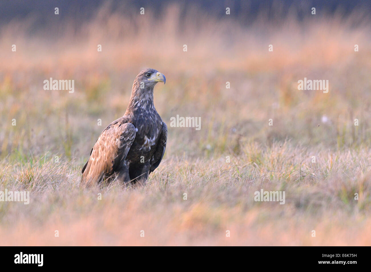 White-tailed Eagle (Haliaeetus albicilla) on an autumn meadow in the evening light, Kuyavian-Pomeranian Voivodeship, Poland Stock Photo