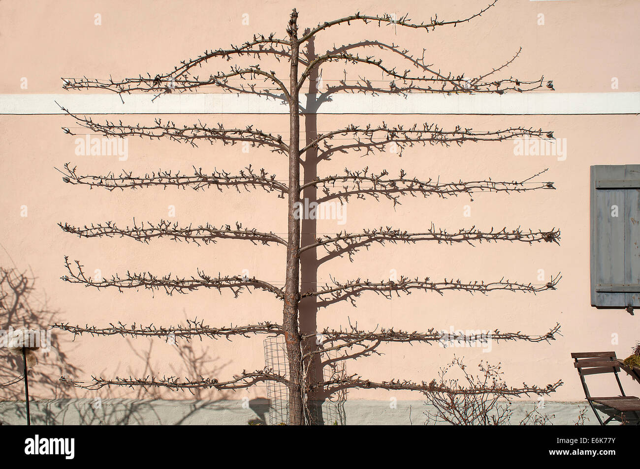 Pear Tree (Pyrus), trellis on the wall of a house, Thuisbrunn, Upper Franconia, Bavaria, Germany Stock Photo