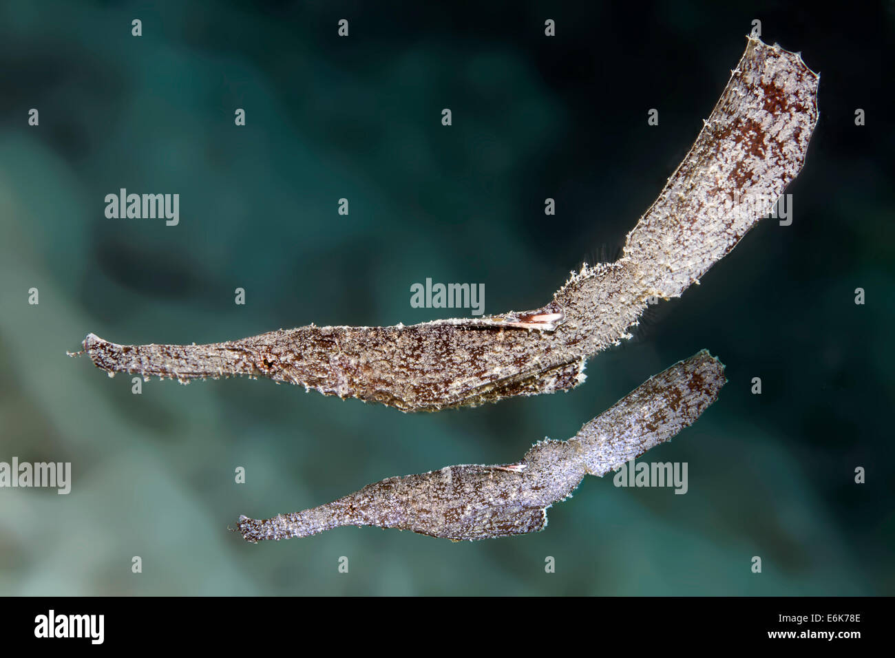 Robust Ghost Pipefish (Solenostomus cyanopterus), pair, Indian Ocean, Embudu, South Malé Atoll, Maldives Stock Photo