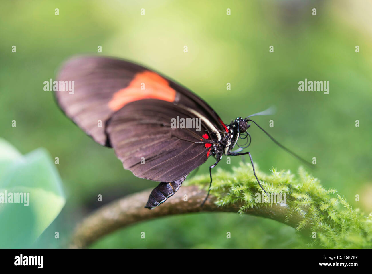 Postman Butterfly (Heliconius melpomene), perched on a moss-covered tree branch, captive, Munich Stock Photo